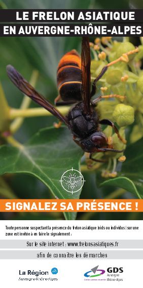 flyer signalez le frelon asiatique 2021